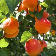 Саджанці абрикоса Світлоградський Ранній (привитий) - 1-річний