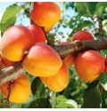 Саджанці абрикоса Тріумф Північний (привитий) - 2-річний