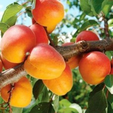 Саджанці абрикоса Тріумф Північний (привитий) - 1-річний