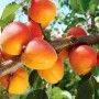 Саджанці абрикоса Тріумф Північний (привитий) - 1-річний