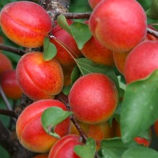 Саджанці абрикоса Цунамі (привитий) - 1-річний