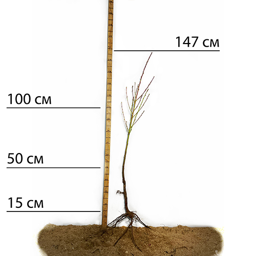 Саджанці персика Інка (привитий) - 1-річний