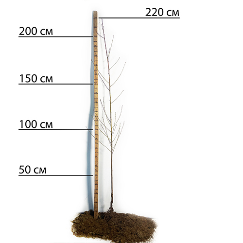 Саджанці персика Білий Лебідь (привитий) - 2-річний