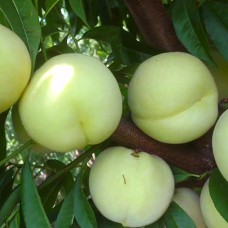 Саджанці персика Айс Піч (привитий) - 1-річний