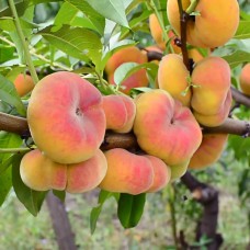 Саджанці персика Бельмондо (привитий) - 1-річний