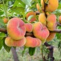 Саджанці персика Бельмондо (привитий) - 2-річний
