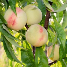 Саджанці персика Білий Лебідь (привитий) - 1-річний