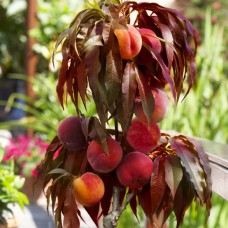 Саджанці персика Бургунді (привитий) - 1-річний