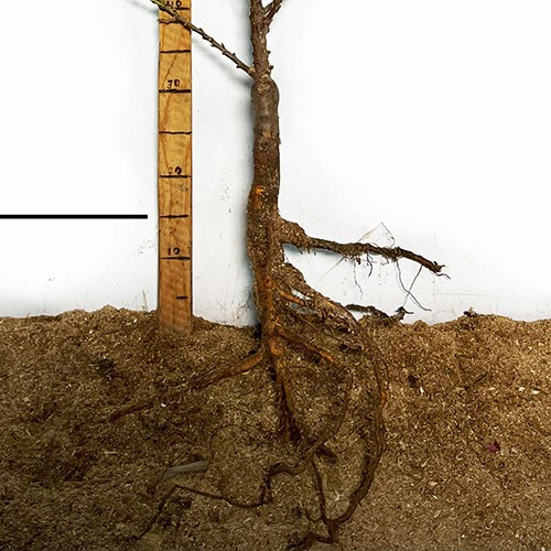 Саджанці персика Бургунді (привитий) - 1-річний