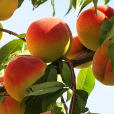 Саджанці персика Донецький Жовтий (привитий) - 1-річний