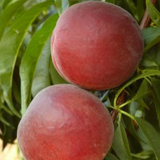 Саджанці персика Екстрім 6 (привитий) - 1-річний