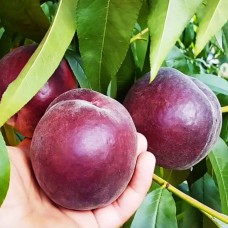 Саджанці персика Ерітрокарпа (привитий) - 1-річний