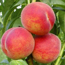 Саджанці персика Фламінго (привитий) - 1-річний