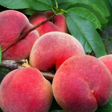 Саджанці персика Флемінг Ф'юрі 23 (привитий) - 1-річний