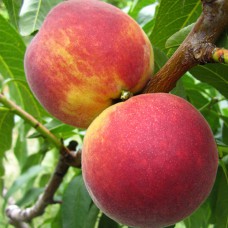 Саджанці персика Фрост (привитий) - 1-річний