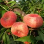 Саджанці персика Інжирний Ранній (привитий) - 1-річний