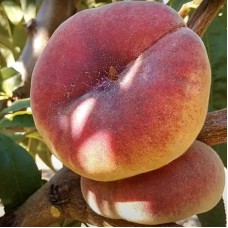 Саджанці персика Юла (привитий) - 1-річний