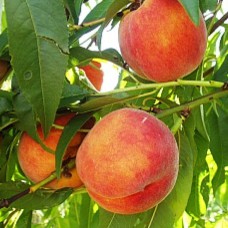 Саджанці персика Кардинал (привитий) - 1-річний