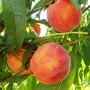 Саджанці персика Кардинал (привитий) - 2-річний