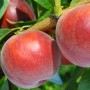 Саджанці персика Харбінгер (привитий) - 2-річний