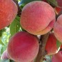 Саджанці персика Харнас (привитий) - 2-річний