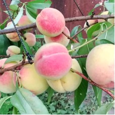 Саджанці персика Хасанський (привитий) - 1-річний