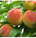 Саджанці персика Княжа Краса (привитий) - 1-річний