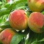 Саджанці персика Княжа Краса (привитий) - 1-річний