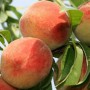 Саджанці персика Княже Золото (привитий) - 2-річний