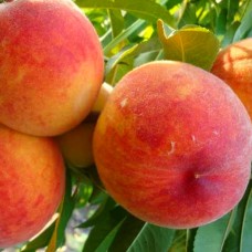Саджанці персика Коллінз (привитий) - 1-річний