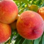 Саджанці персика Коллінз (привитий) - 2-річний