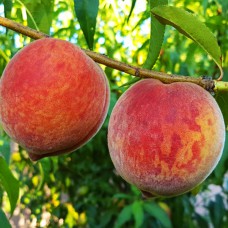 Саджанці персика Кондор (привитий) - 1-річний