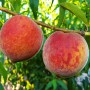 Саджанці персика Кондор (привитий) - 1-річний