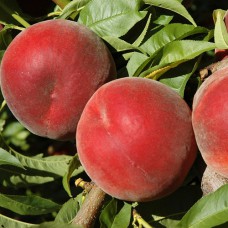 Саджанці персика Королівський (привитий) - 1-річний