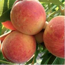 Саджанці персика Лісостеповий (привитий) - 1-річний