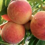 Саджанці персика Лісостеповий (привитий) - 2-річний