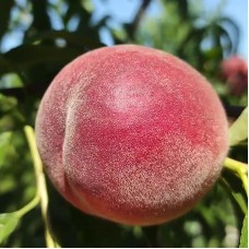 Саджанці персика Манон (привитий) - 1-річний