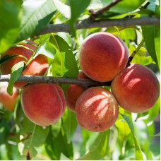 Саджанці персика Мостиський (привитий) - 1-річний