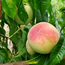 Саджанці персика Пам'яті Шевченка (привитий) - 1-річний