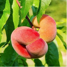 Саджанці персика Плане Джем (привитий) - 1-річний