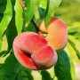 Саджанці персика Плане Джем (привитий) - 2-річний