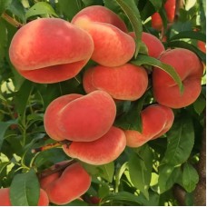 Саджанці персика Плане Сільвер (привитий) - 1-річний