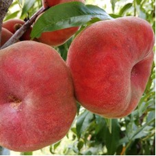 Саджанці персика Плане Стар (привитий) - 1-річний