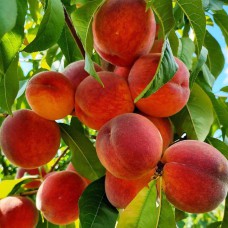 Саджанці персика Посол Миру (привитий) - 1-річний