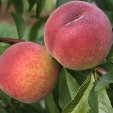 Саджанці персика Ред Хевен (привитий) - 1-річний