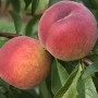 Саджанці персика Ред Хевен (привитий) - 1-річний