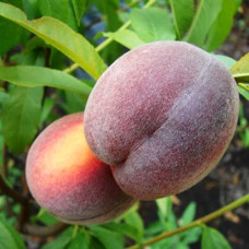 Саджанці персика Ред Робін (привитий) - 1-річний