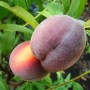 Саджанці персика Ред Робін (привитий) - 2-річний