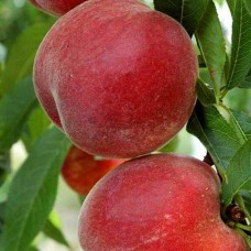 Саджанці персика Річ Мей (привитий) - 1-річний