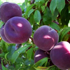 Саджанці персика Рубіновий Принц (привитий) - 1-річний